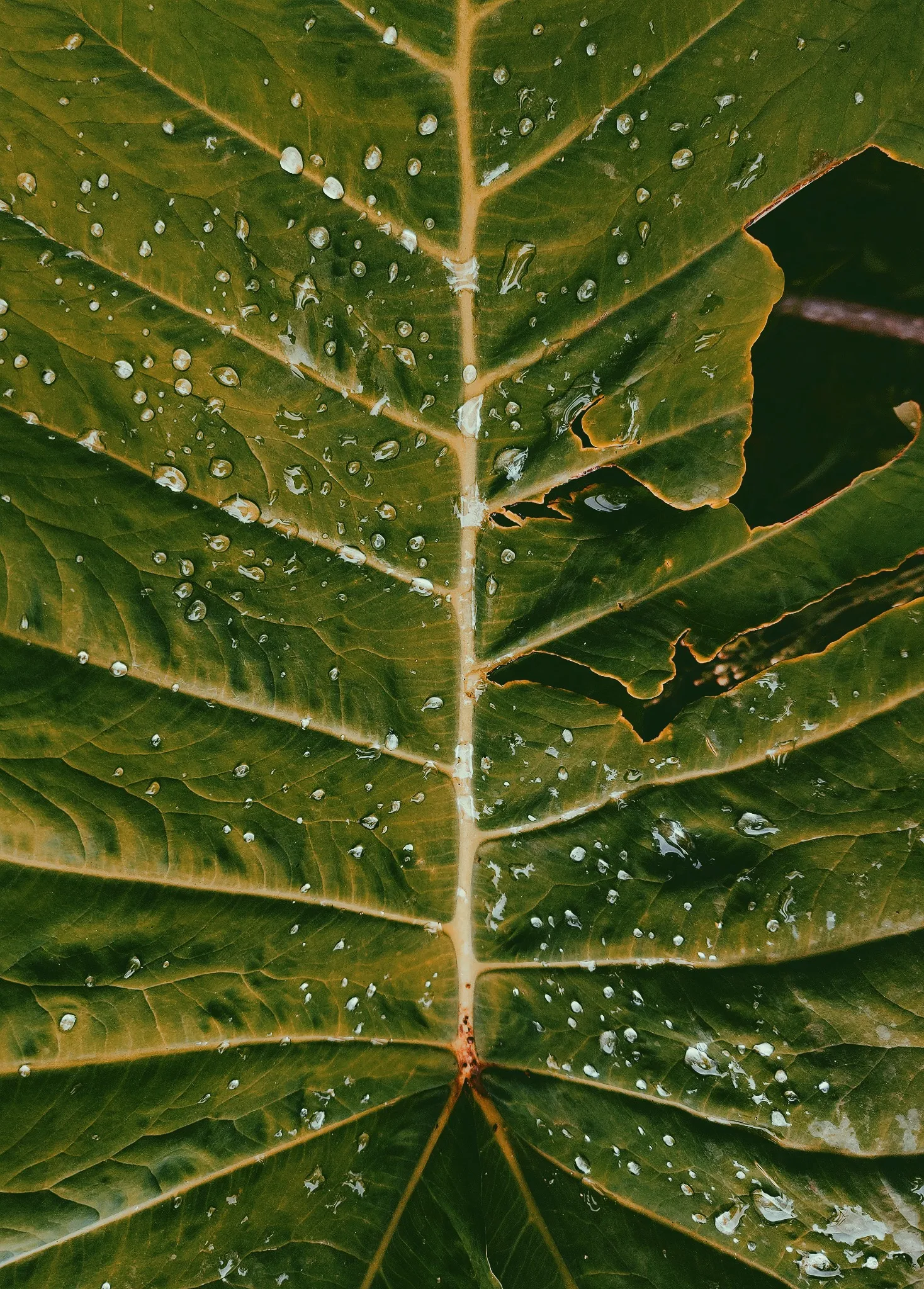 Close-up of a large green leaf beaded with water droplets.