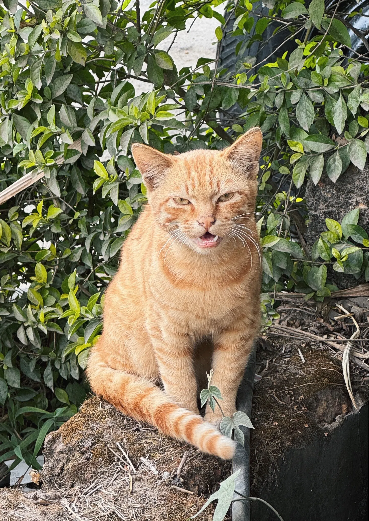 An orange tabby cat sitting on a tree stump among leaves.